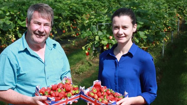 Tesco discounts 400 tonnes of surplus strawberries