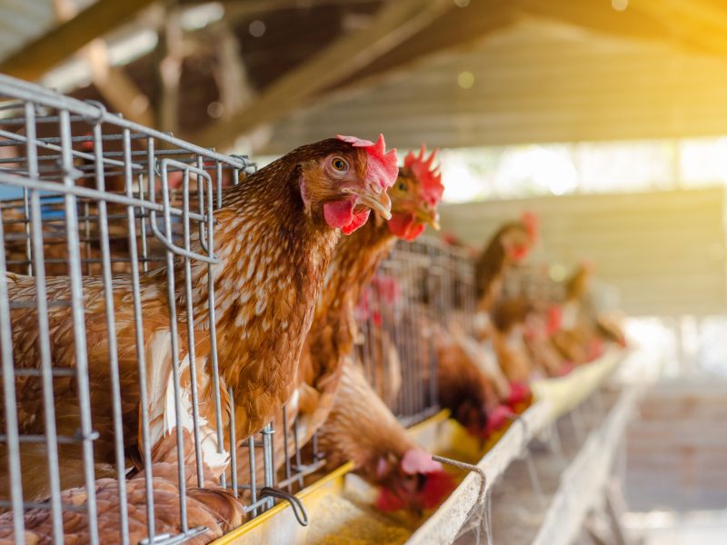 NFU welcomes government ‘u-turn’ on Covid Recovery Visas