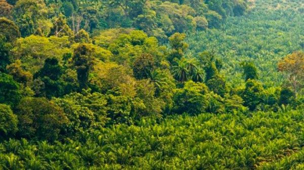 The Ferrero Group has unveiled its updated Palm Oil charter report which outlines the the company’s commitment to a responsible palm oil supply chain. 