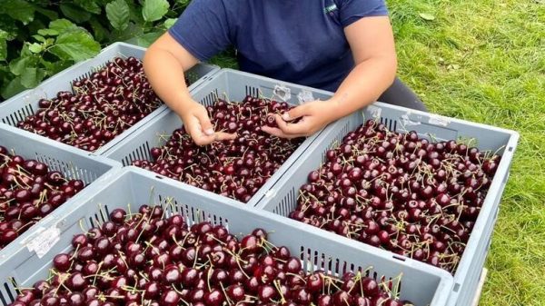 Tesco takes on extra 115 tonnes of cherries following British heatwave