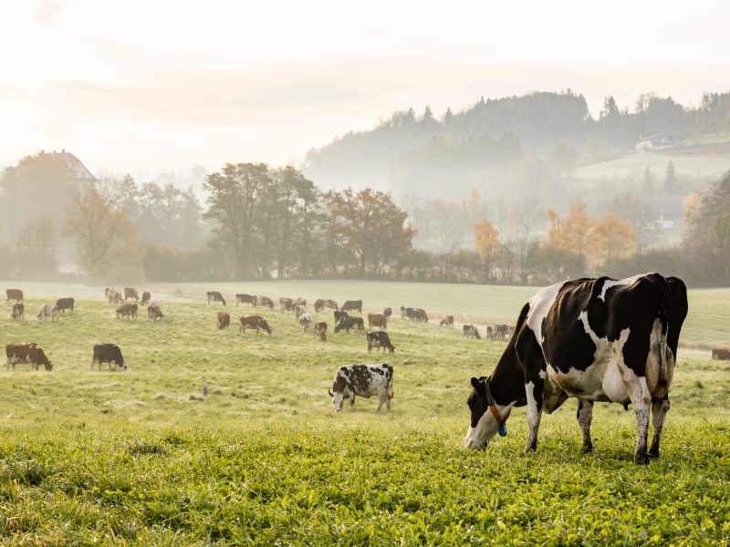 Peta complaint over red meat ad struck down