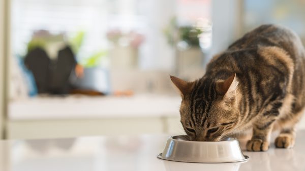 Sainsbury’s ‘let customers down’ over toxic cat food