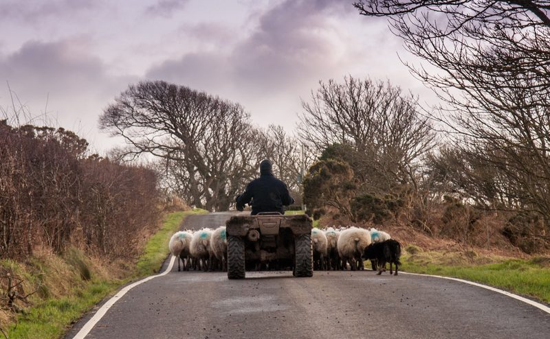 Scottish government launches loan scheme for farmers and crofters