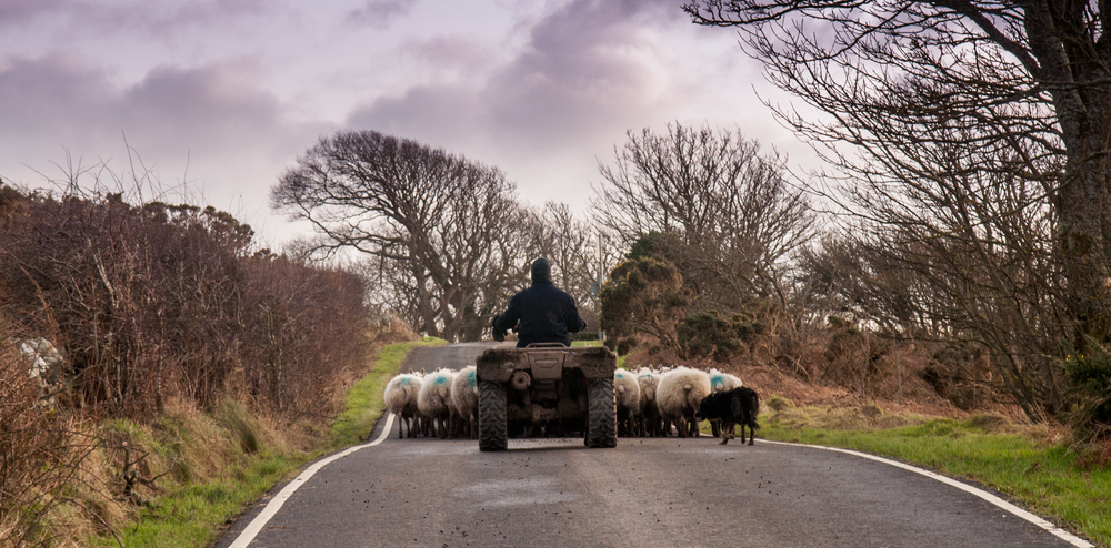 Scottish government launches loan scheme for farmers and crofters