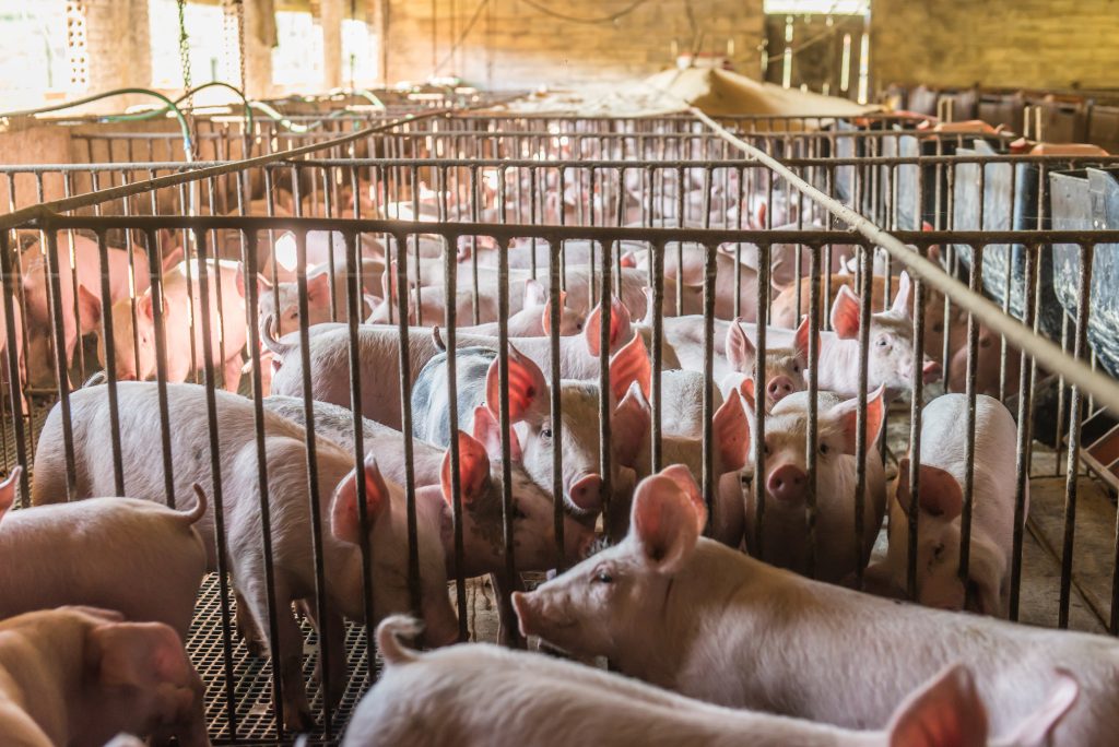 Pig sector on brink of ‘industry meltdown’, warns NPA