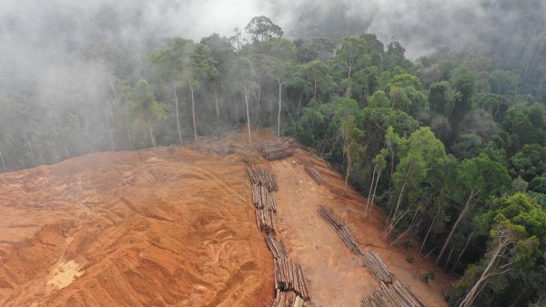 Tesco labelled ‘worst supermarket for forest destruction’