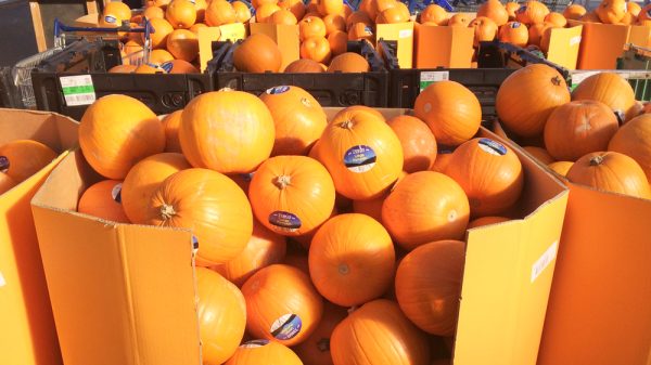 Pumpkin demand ‘to rise by 15%’ after last year’s restricted Halloween