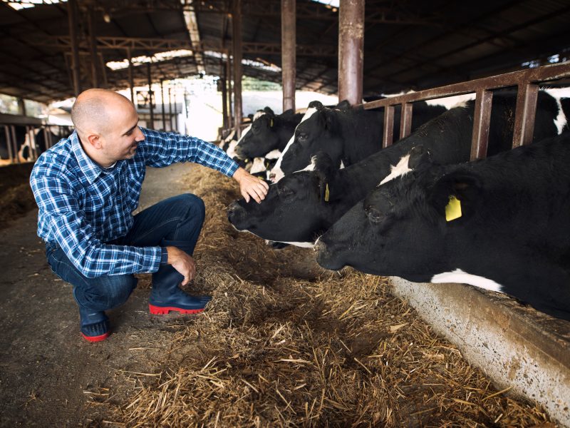 Arla has pitched the concept of using cow waste to create biogas in a bid to introduce new green energy solutions to the market.