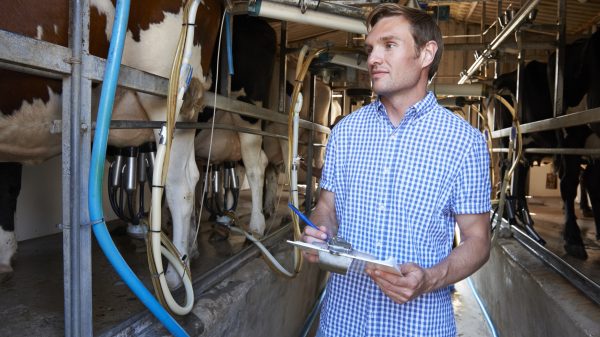 Farmers ‘pull the plug’ on milk amid HGV driver crisis