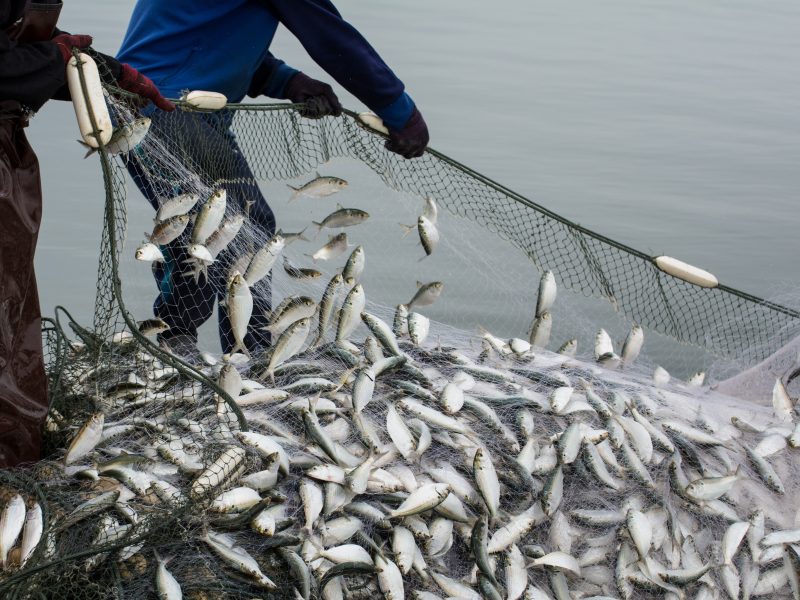 Young’s Seafood has threatened to take action over the ongoing disputes between supply chains and the Northeast Atlantic pelagic fisheries complex.