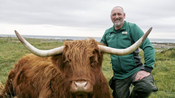 Morrisons hopes to reduce the “burps and flatulence” of cows with a seaweed-based “climate-friendly” cattle feed.  