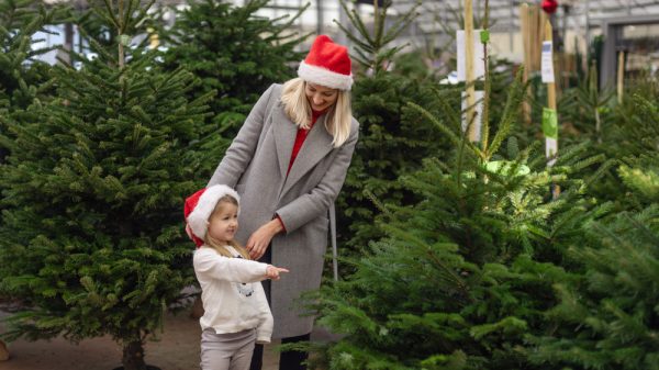 A rush for Christmas trees is expected at supermarkets this weekend as demand is expected to rise by 15 per cent this year as shoppers get into the festive mood early.