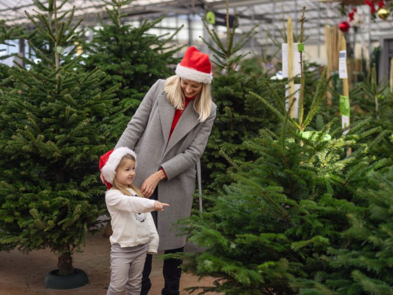 A rush for Christmas trees is expected at supermarkets this weekend as demand is expected to rise by 15 per cent this year as shoppers get into the festive mood early.