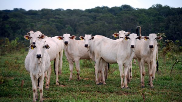 Brazilian cattle