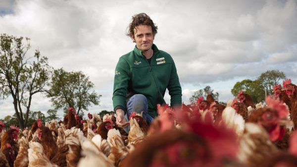 Morrisons to sell carbon neutral eggs from next year