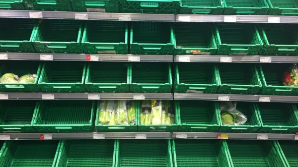 Green supermarket shelves empty of fresh produce.