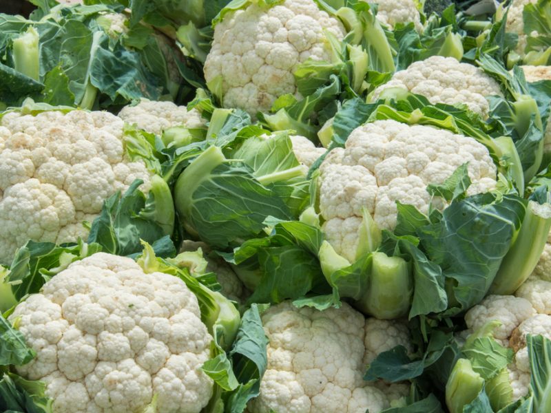 A cluster of cauliflower plants with the leaves.