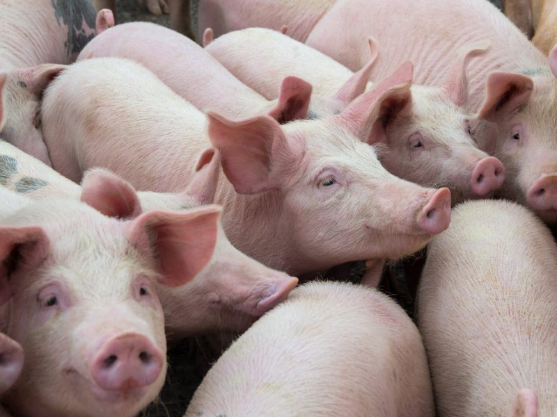 Pigs crowded in a farm.