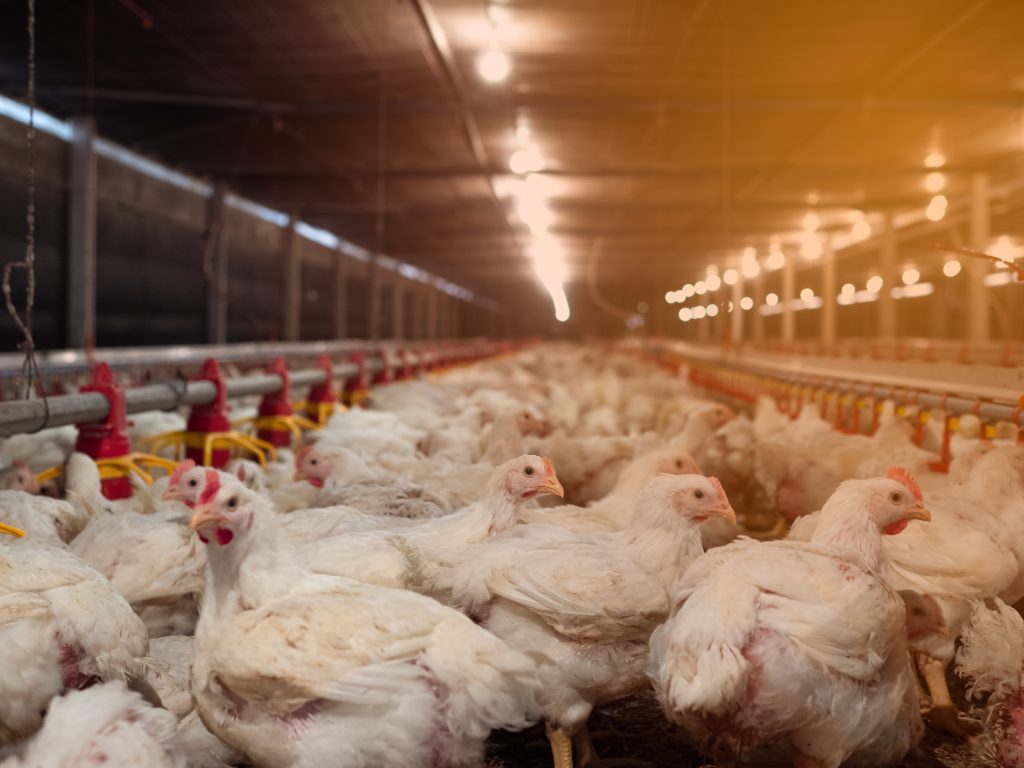 chickens in intensive farming situation