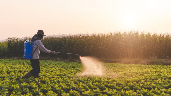 Farmer using pesticide's