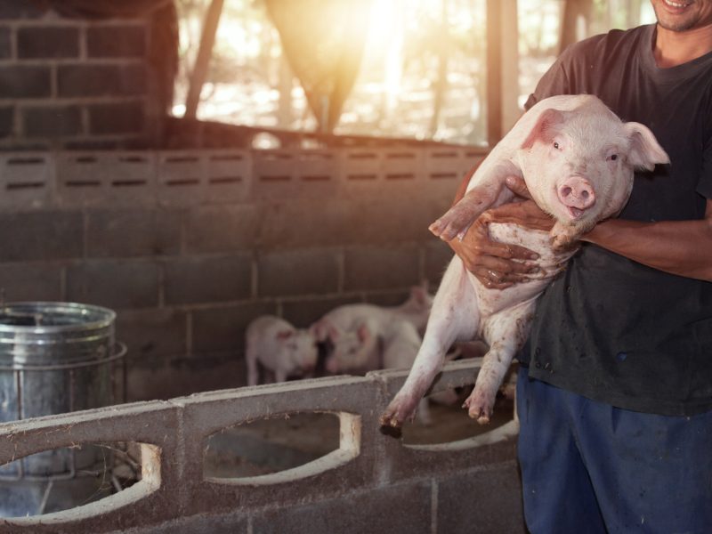 pig farm