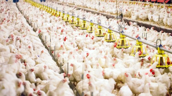 chicken factory farming/antibiotics