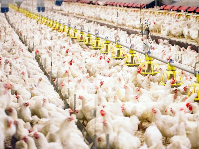 chicken factory farming/antibiotics