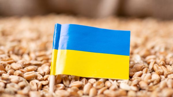 Ukraine flag on wheat