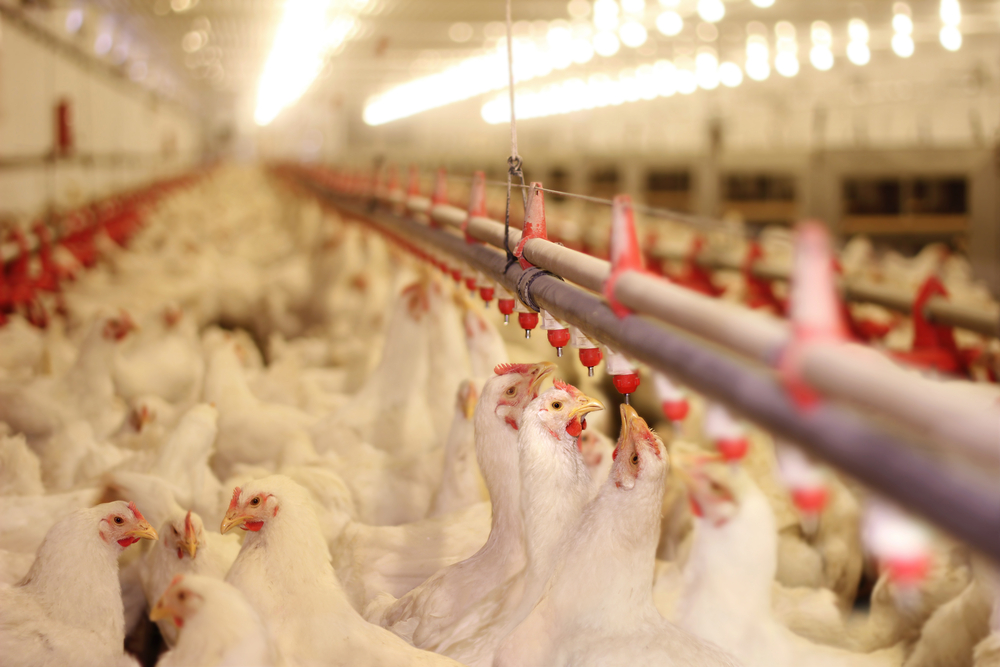 Chicken Farm