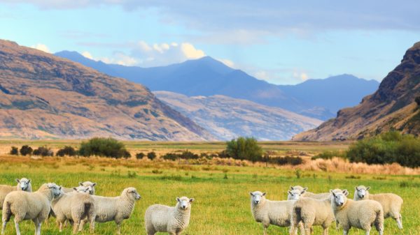 A lamb farm in New Zealand.