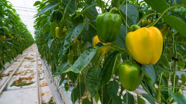 Peppers in a green house