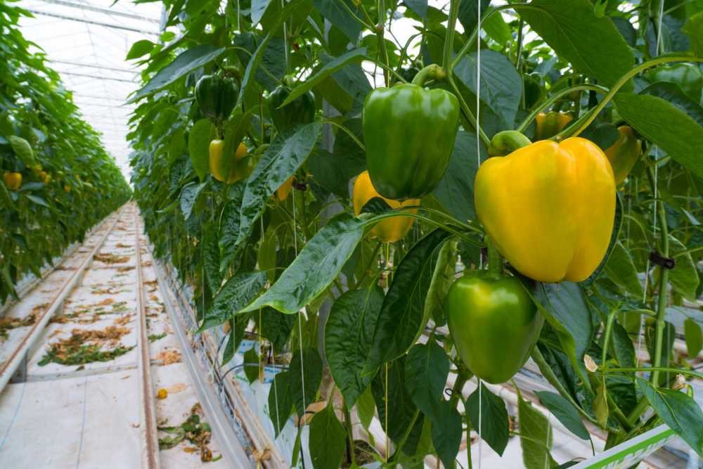 Peppers in a green house