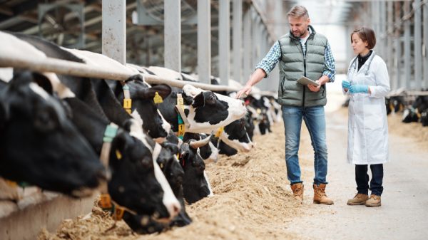 farmer at a cow milk farm