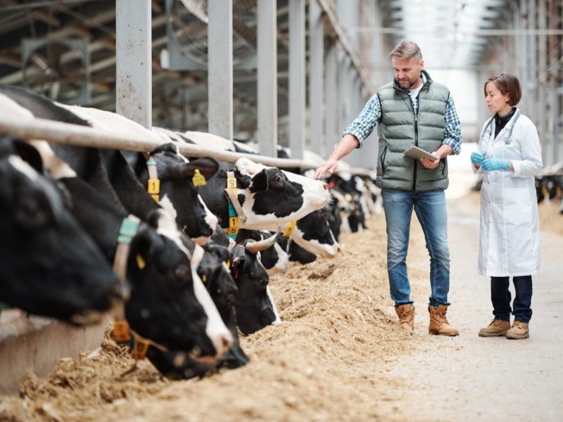 farmer at a cow milk farm