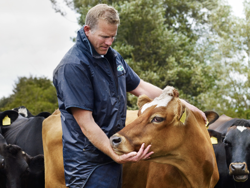 Waitrose cows