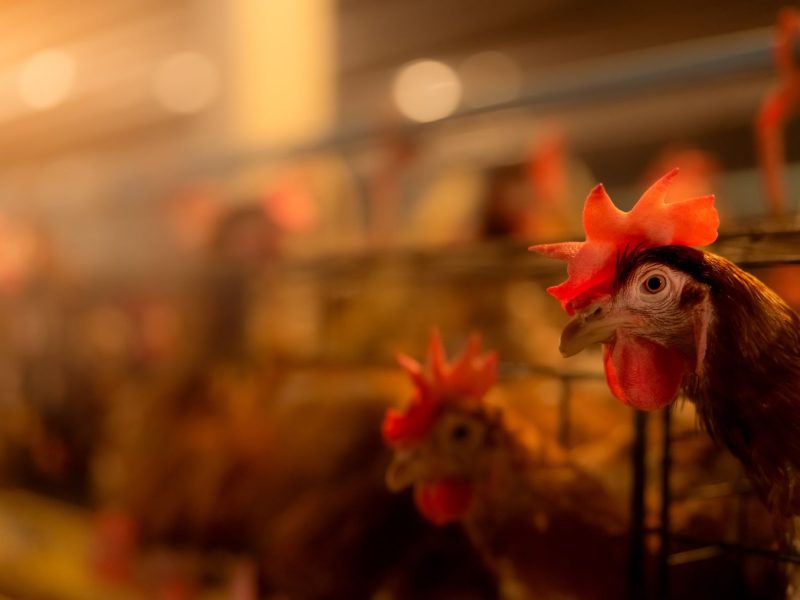 Sainsbury's chicken