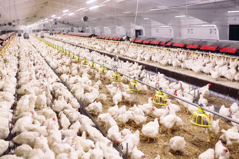 Chickens indoors on a farm.