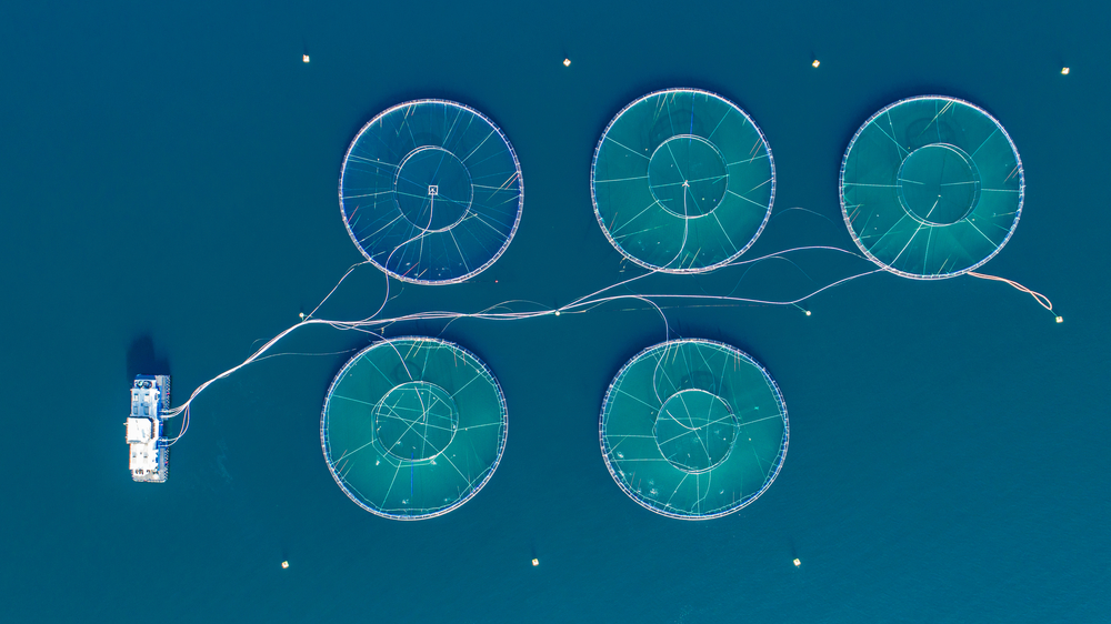 A salmon farm.