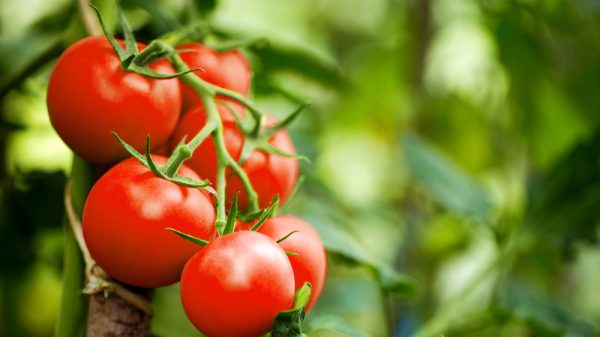 tomatoes supply chain shortage