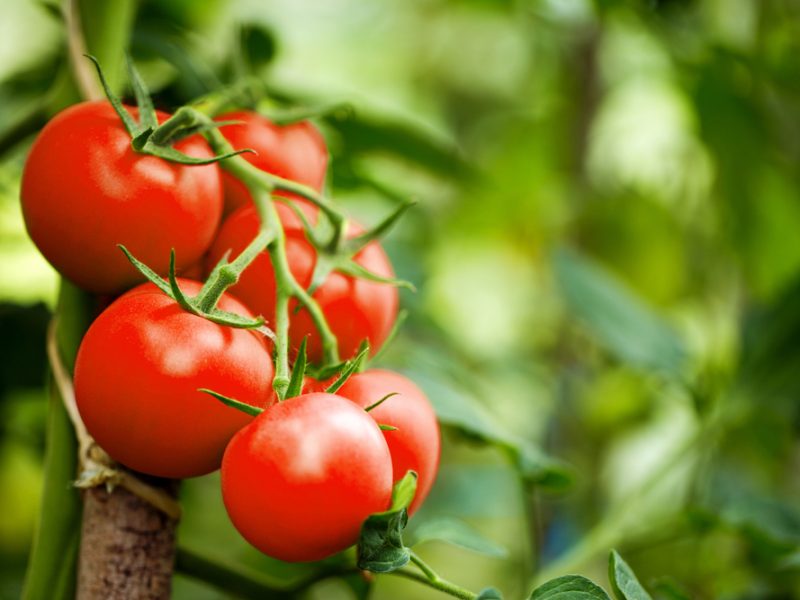 tomatoes supply chain shortage