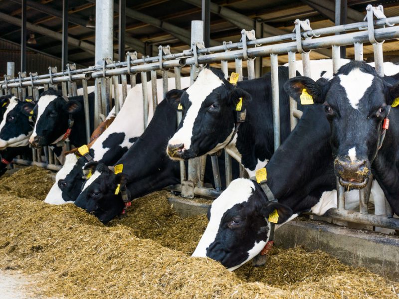 Greenpeace: Cow farm