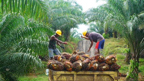 Two famers harvesting palm oil in Indonesia.