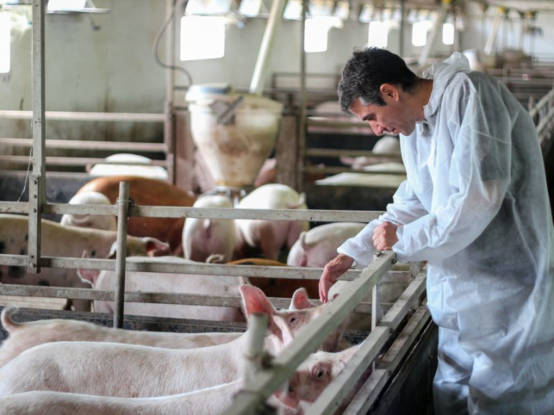 A pig farm.