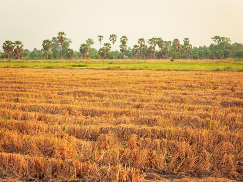 Wheat farm