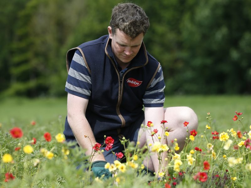 Birds Eye employee planting flowers