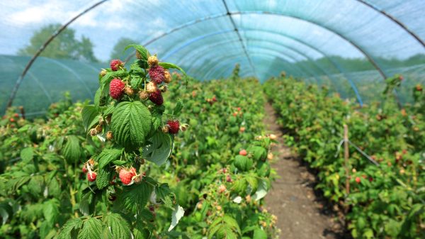 Raspberry farm
