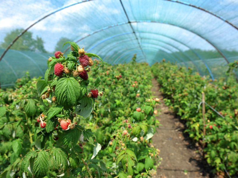 Raspberry farm