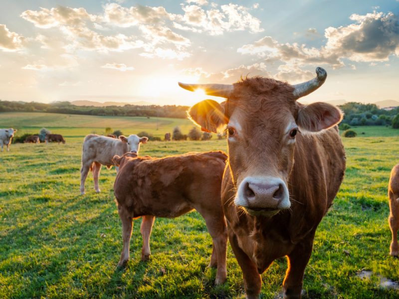 Cows on a farm.