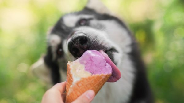 Dog eating ice cream.