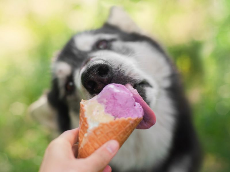 Dog eating ice cream.